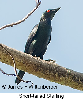 Short-tailed Starling - © James F Wittenberger and Exotic Birding LLC Short-tailed Starling - © James F Wittenberger and Exotic Birding LLC
