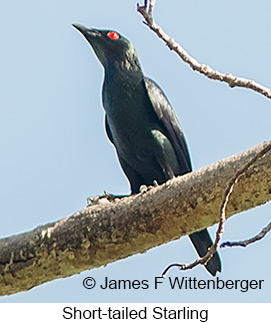 Short-tailed Starling - © James F Wittenberger and Exotic Birding LLC