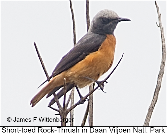 Short-toed Rock-Thrush - © James F Wittenberger and Exotic Birding LLC