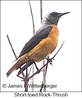 Short-toed Rock-Thrush - © James F Wittenberger and Exotic Birding LLC