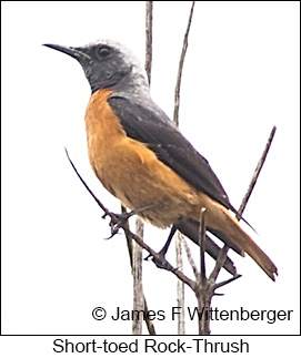 Short-toed Rock-Thrush - © James F Wittenberger and Exotic Birding LLC