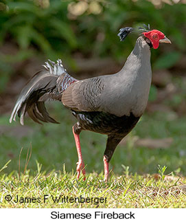 Siamese Fireback - &copy; James F Wittenberger and Exotic Birding LLC