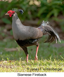 Siamese Fireback - © James F Wittenberger and Exotic Birding LLC