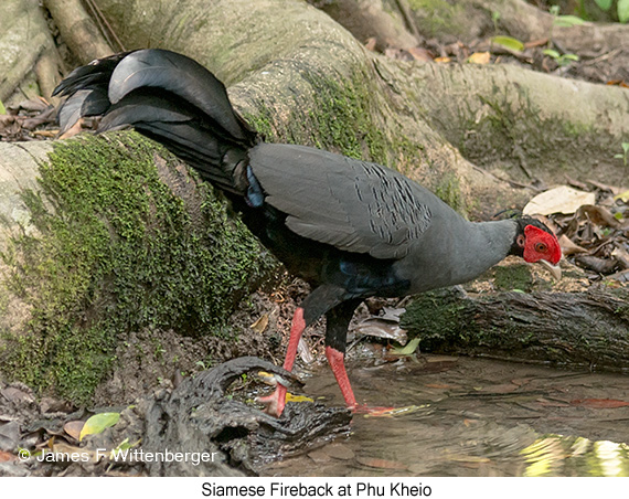 Siamese Fireback - © James F Wittenberger and Exotic Birding LLC