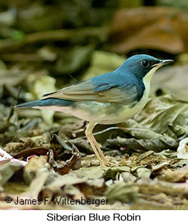 Siberian Blue Robin - © James F Wittenberger and Exotic Birding LLC