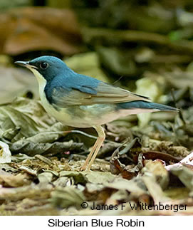 Siberian Blue Robin - © James F Wittenberger and Exotic Birding LLC
