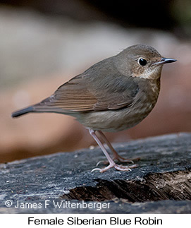 Siberian Blue Robin - © James F Wittenberger and Exotic Birding LLC