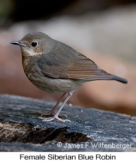 Siberian Blue Robin - © James F Wittenberger and Exotic Birding LLC