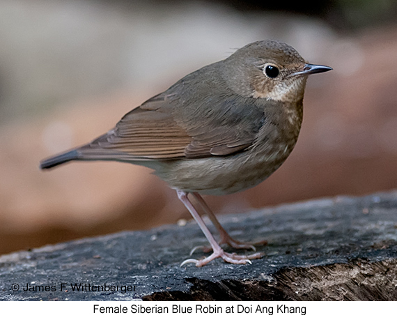 Siberian Blue Robin - © James F Wittenberger and Exotic Birding LLC