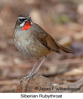 Siberian Rubythroat - © James F Wittenberger and Exotic Birding LLC