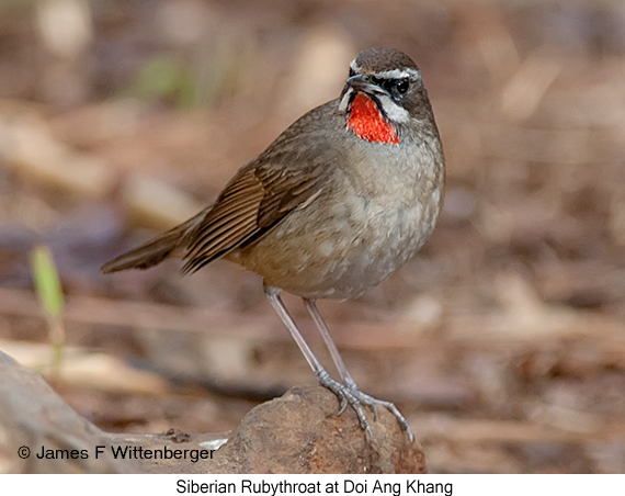 Siberian Rubythroat - © James F Wittenberger and Exotic Birding LLC