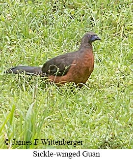 Sickle-winged Guan - &copy; James F Wittenberger and Exotic Birding LLC