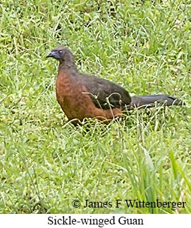 Sickle-winged Guan - &copy; James F Wittenberger and Exotic Birding LLC