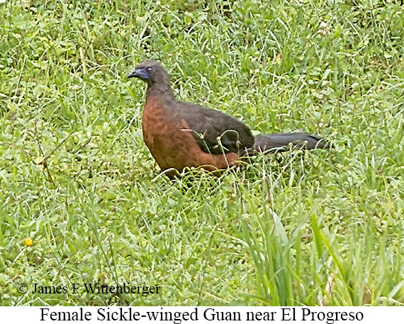 Female Sickle-winged Guan - &copy; James F Wittenberger and Exotic Birding LLC