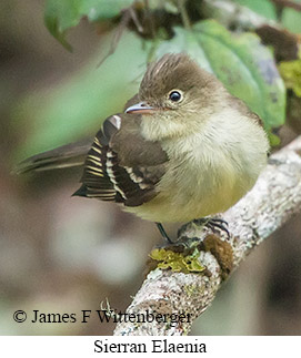 Sierran Elaenia - © James F Wittenberger and Exotic Birding LLC
