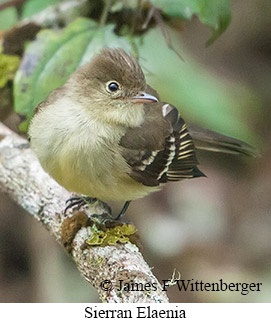 Sierran Elaenia - © James F Wittenberger and Exotic Birding LLC