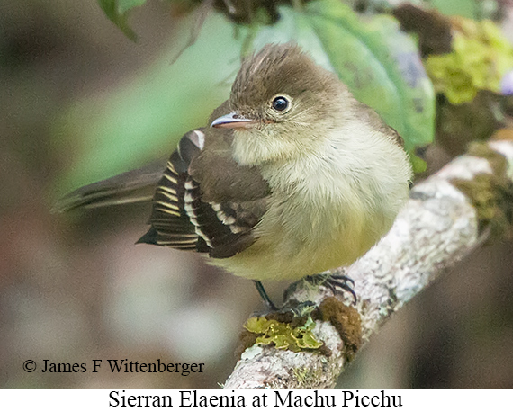 Sierran Elaenia - © James F Wittenberger and Exotic Birding LLC