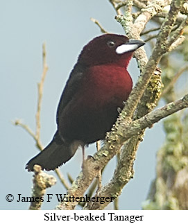 Silver-beaked Tanager - © James F Wittenberger and Exotic Birding LLC