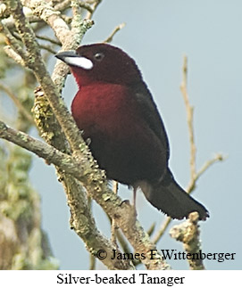 Silver-beaked Tanager - © James F Wittenberger and Exotic Birding LLC