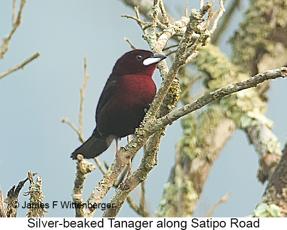 Silver-beaked Tanager - © James F Wittenberger and Exotic Birding LLC