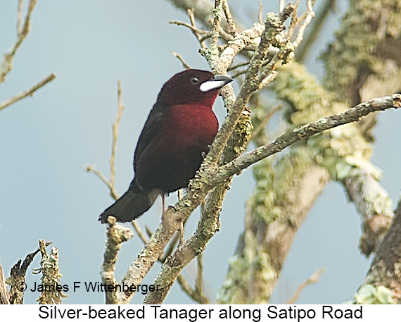 Silver-beaked Tanager - © James F Wittenberger and Exotic Birding LLC Silver-beaked Tanager - © James F Wittenberger and Exotic Birding LLC