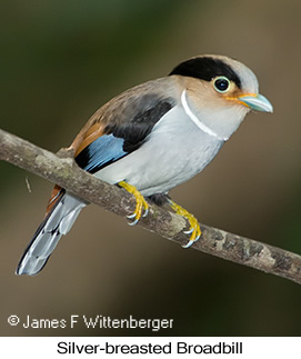 Silver-breasted Broadbill - © James F Wittenberger and Exotic Birding LLC