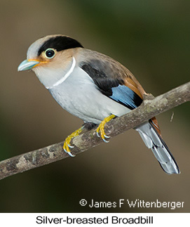 Silver-breasted Broadbill - © James F Wittenberger and Exotic Birding LLC