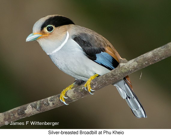 Silver-breasted Broadbill - © James F Wittenberger and Exotic Birding LLC