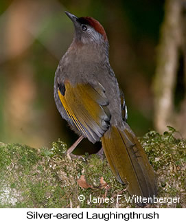 Silver-eared Laughingthrush - © James F Wittenberger and Exotic Birding LLC