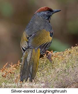 Silver-eared Laughingthrush - © James F Wittenberger and Exotic Birding LLC Silver-eared Laughingthrush - © James F Wittenberger and Exotic Birding LLC
