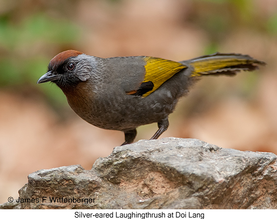 Silver-eared Laughingthrush - © James F Wittenberger and Exotic Birding LLC