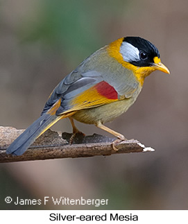 Silver-eared Mesia - © James F Wittenberger and Exotic Birding LLC