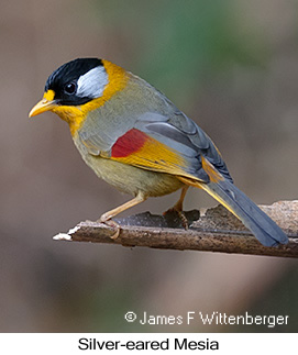 Silver-eared Mesia - © James F Wittenberger and Exotic Birding LLC
