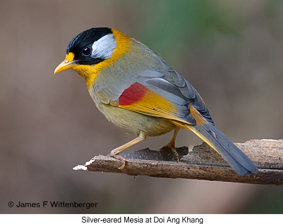 Silver-eared Mesia - © James F Wittenberger and Exotic Birding LLC