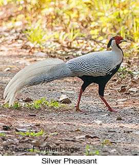 Silver Pheasant - © James F Wittenberger and Exotic Birding LLC