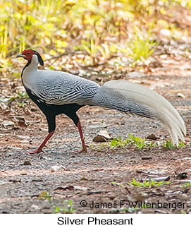 Silver Pheasant - © James F Wittenberger and Exotic Birding LLC