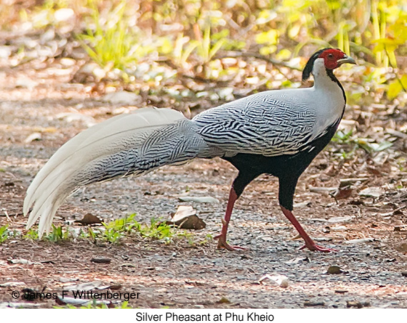 Silver Pheasant - © James F Wittenberger and Exotic Birding LLC