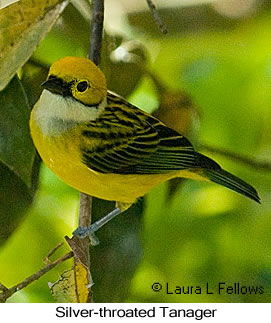 Silver-throated Tanager - &copy; Laura L Fellows and Exotic Birding tours
