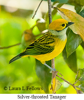 Silver-throated Tanager - © Laura L Fellows and Exotic Birding LLC