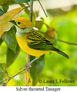 Silver-throated Tanager - © Laura L Fellows and Exotic Birding LLC