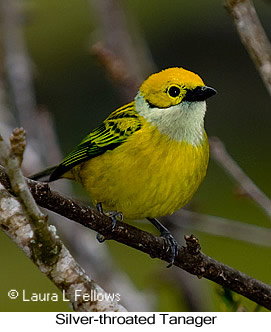 Silver-throated Tanager - © Laura L Fellows and Exotic Birding LLC