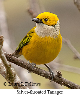 Silver-throated Tanager - © Laura L Fellows and Exotic Birding LLC