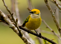 Silver-throated Tanager - © Laura L Fellows and Exotic Birding LLC