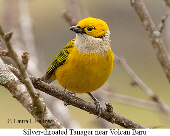 Silver-throated Tanager - © Laura L Fellows and Exotic Birding LLC