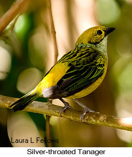 Silver-throated Tanager - © Laura L Fellows and Exotic Birding LLC