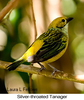 Silver-throated Tanager - © Laura L Fellows and Exotic Birding LLC Silver-throated Tanager - © Laura L Fellows and Exotic Birding LLC