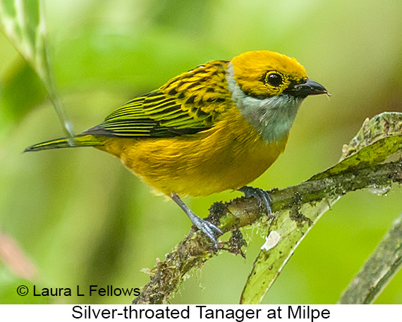 Silver-throated Tanager - © James F Wittenberger and Exotic Birding LLC