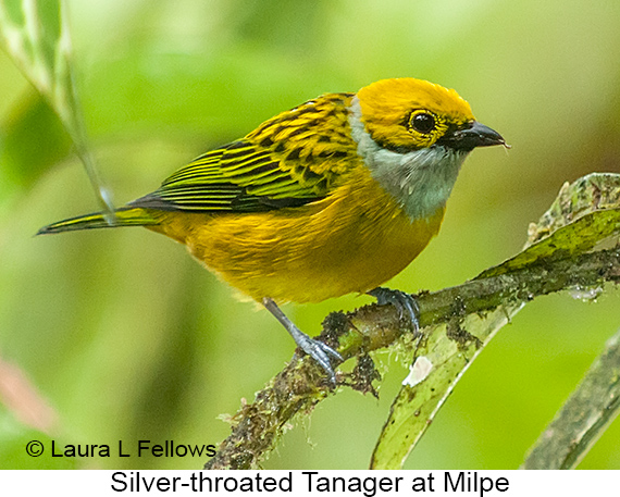 Silver-throated Tanager - © James F Wittenberger and Exotic Birding LLC Silver-throated Tanager - © James F Wittenberger and Exotic Birding LLC