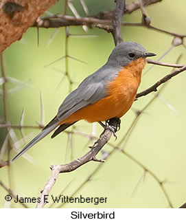 Silverbird - © James F Wittenberger and Exotic Birding LLC