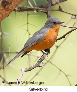Silverbird - © James F Wittenberger and Exotic Birding LLC Silverbird - © James F Wittenberger and Exotic Birding LLC